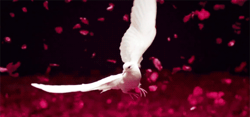 939710437amazing-white-dove-in-flight-animated-gif.gif
